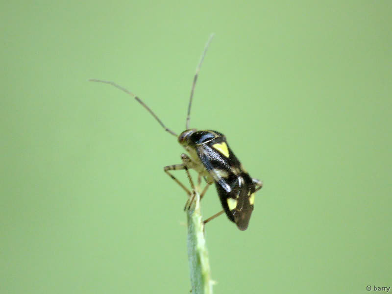 Liocoris tripustulatus (Fabricius, 1781)